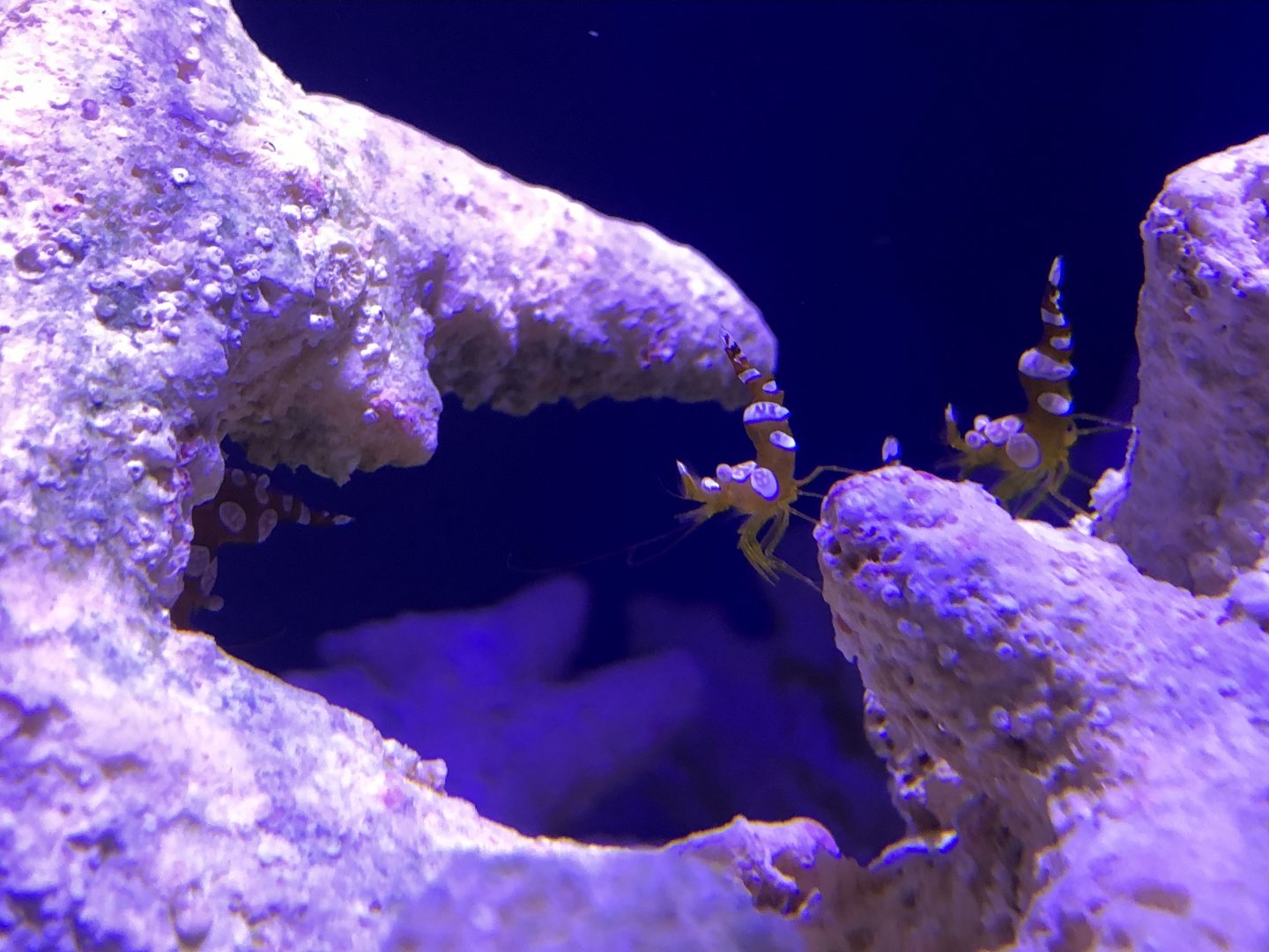 Sexy shrimps, Thor amboinensis