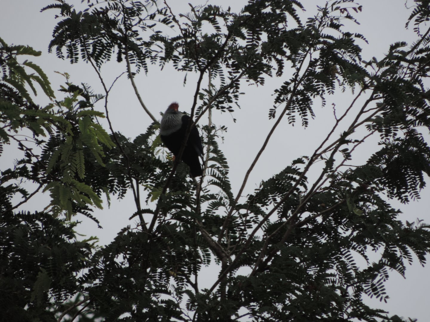 Seychelles blue pigeon (Alectroenas pulcherrimus)