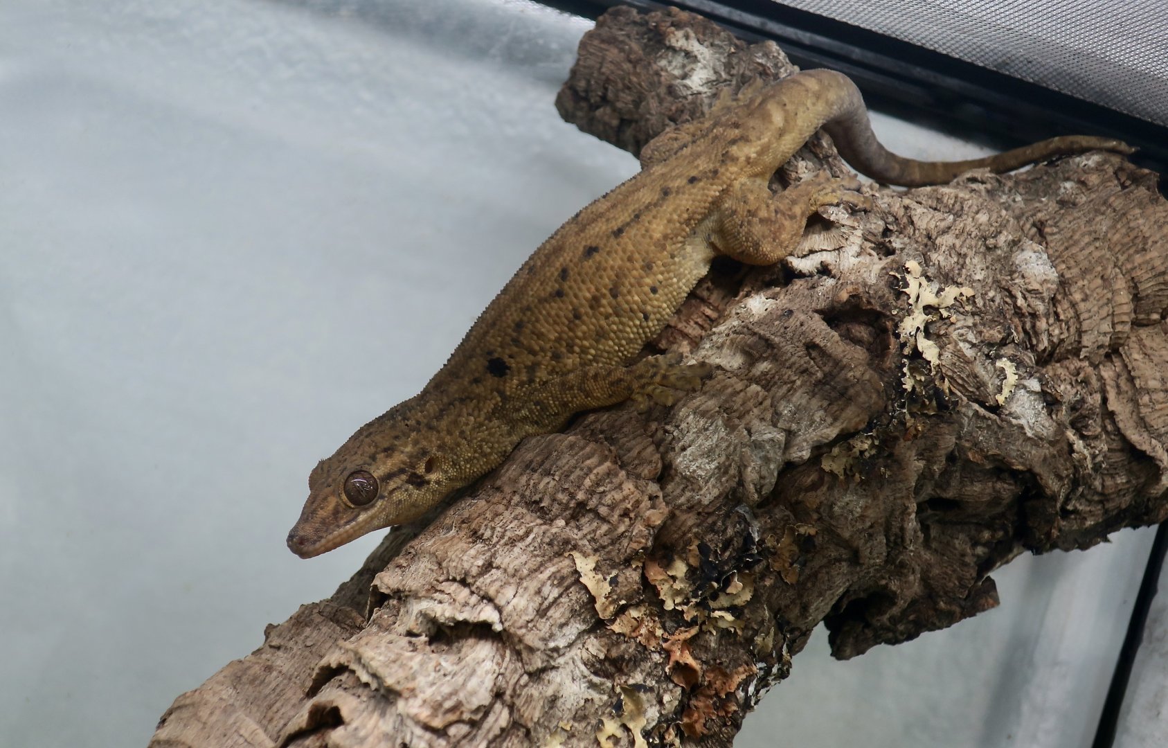 Seychelles Bronze Gecko (Ailuronyx seychellensis) - The Gecko Gallery NYC