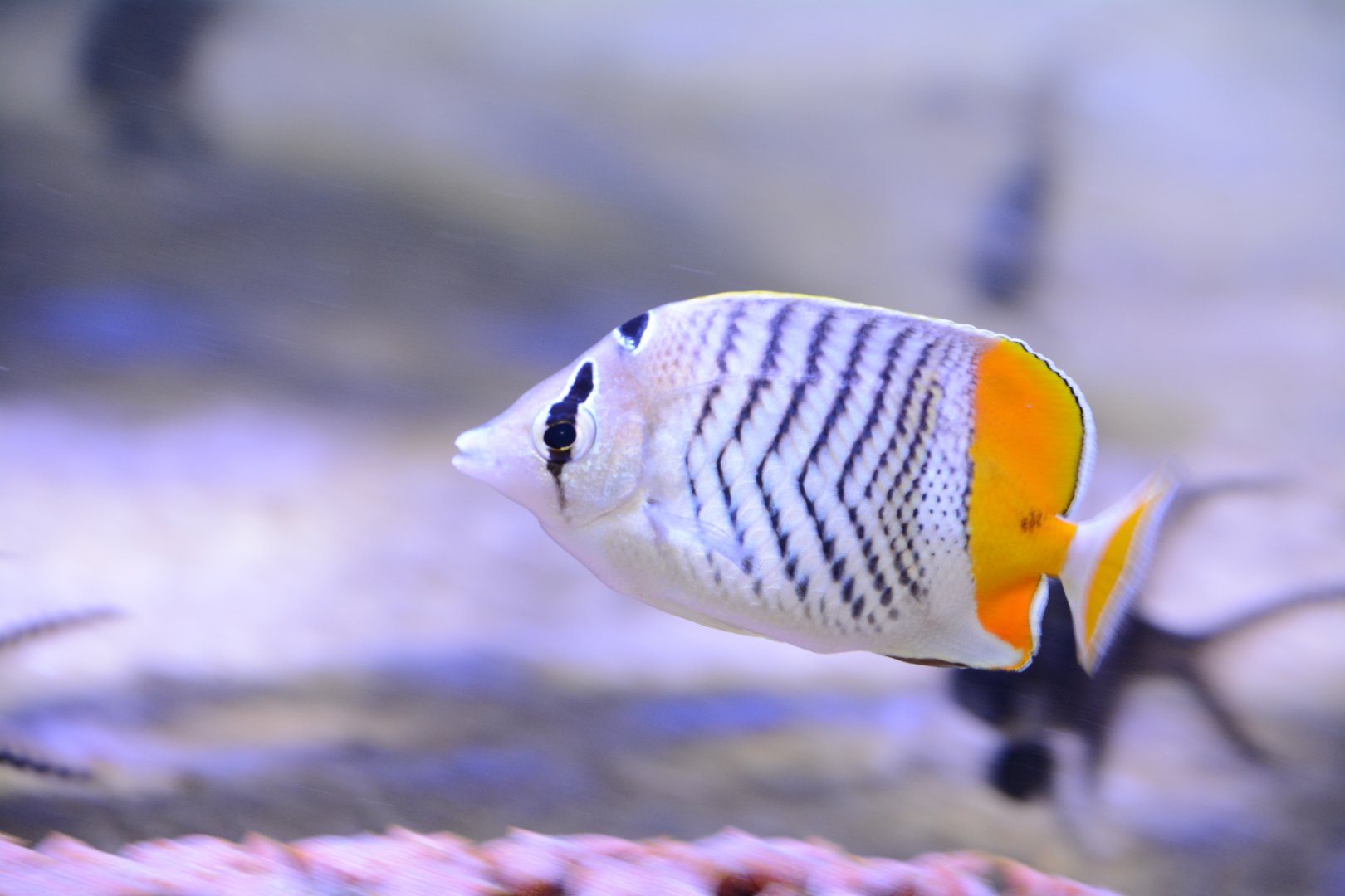 Seychelles butterflyfish (Chaetodon madagaskariensis)