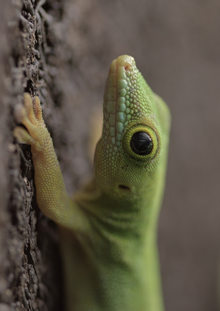 Seychelles day gecko