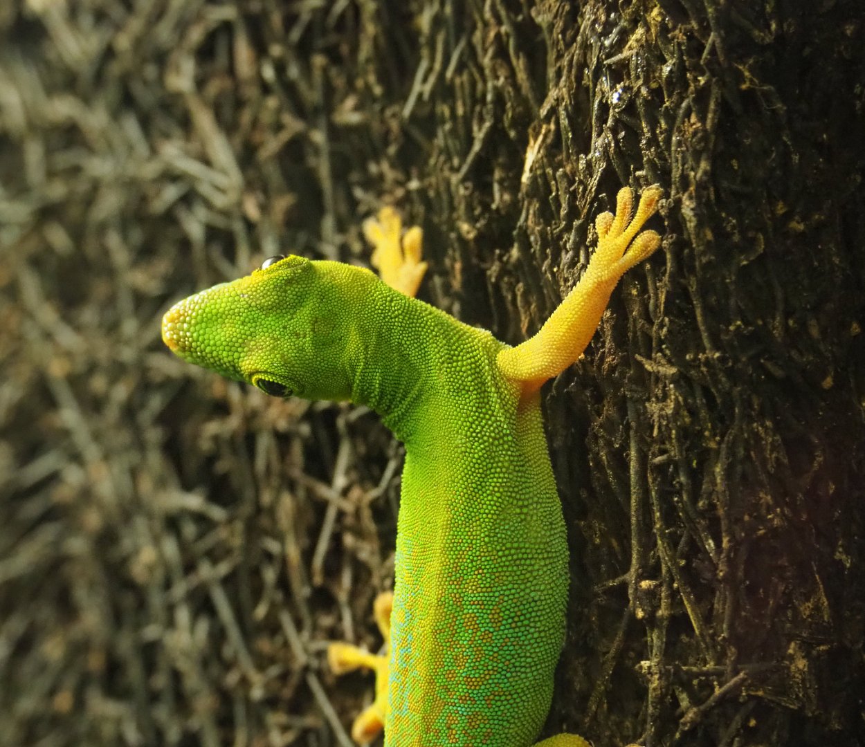 Seychelles giant day gecko (Phelsuma sundbergi), 2019-12-30