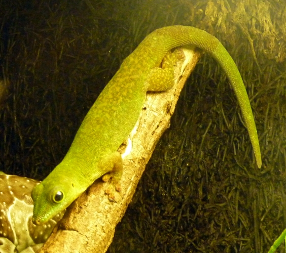 Seychelles giant day gecko (Phelsuma sundbergi)