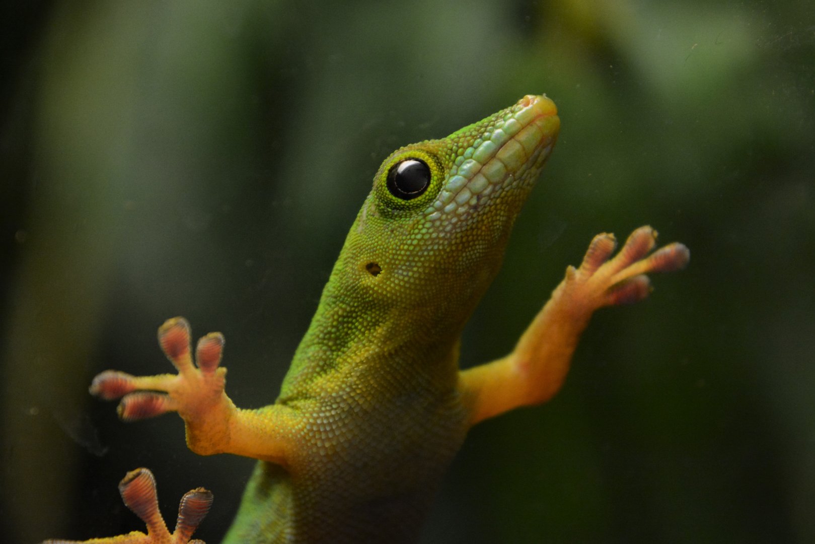 Seychelles giant day gecko (Phelsuma sundbergi)