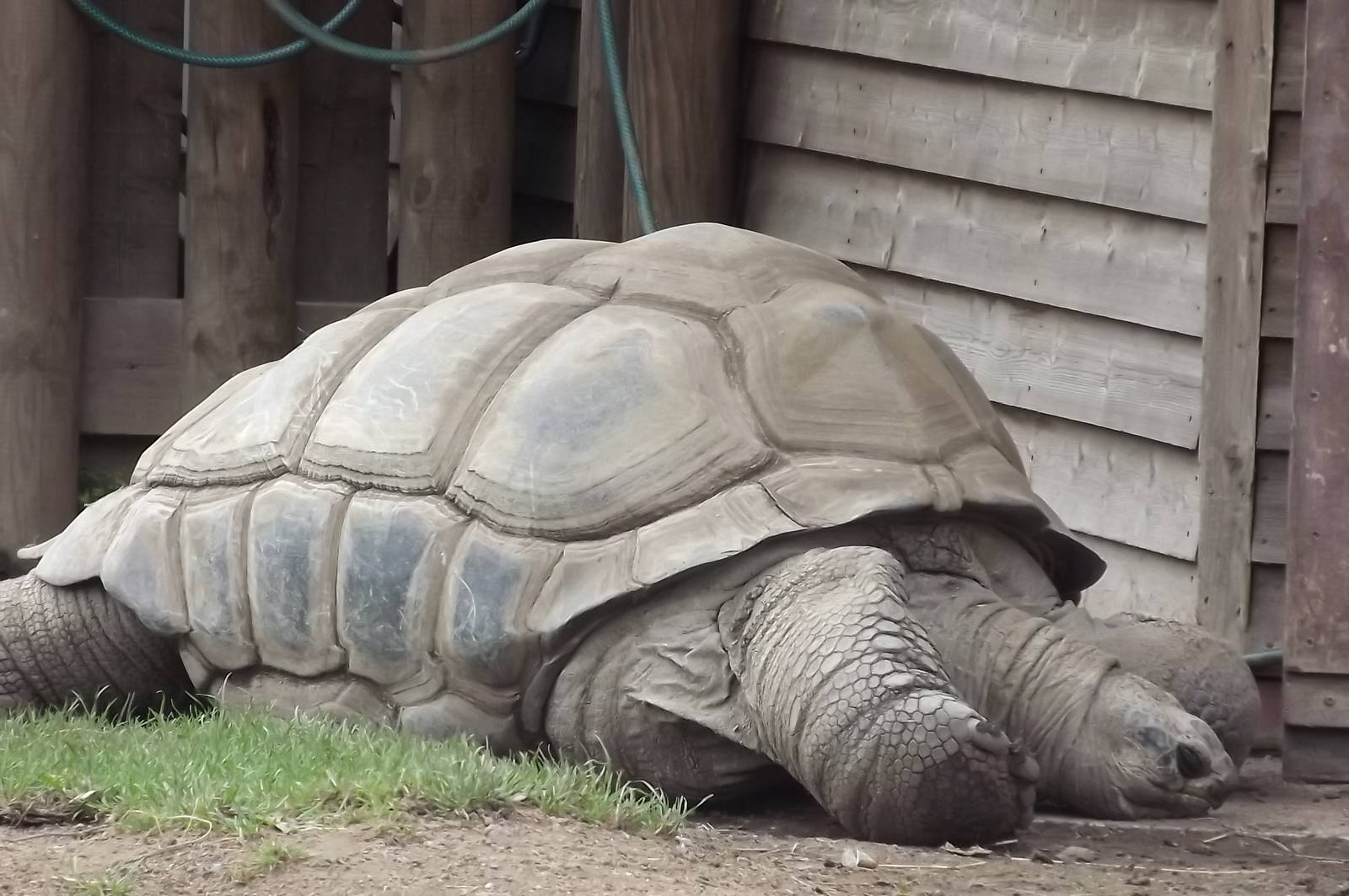 Seychelles Giant Tortoise at Blackpool Zoo 14/07/12