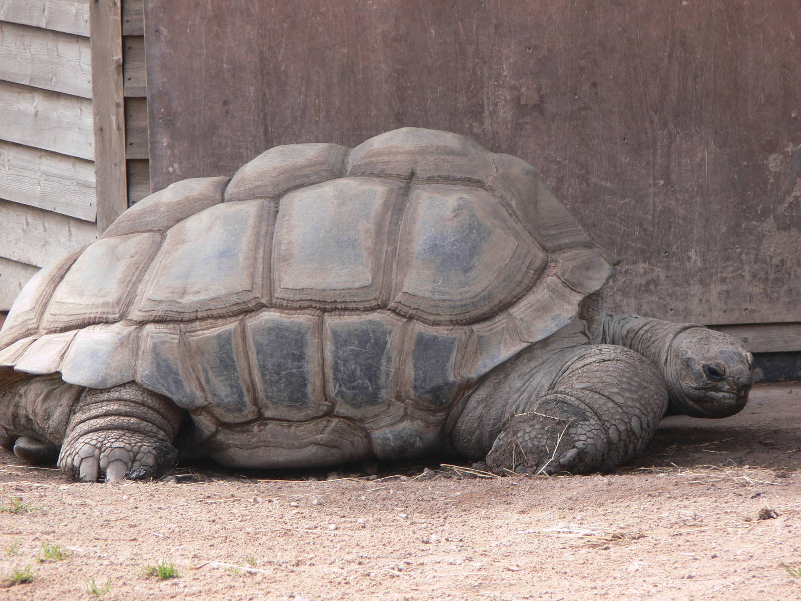 Seychelles Giant Tortoise at Blackpool Zoo, 26/05/13
