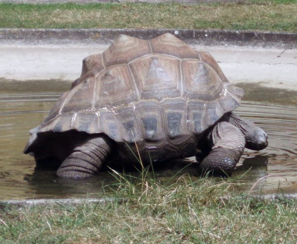 Seychelles Giant Tortoise (Dipsochelys hololissa)