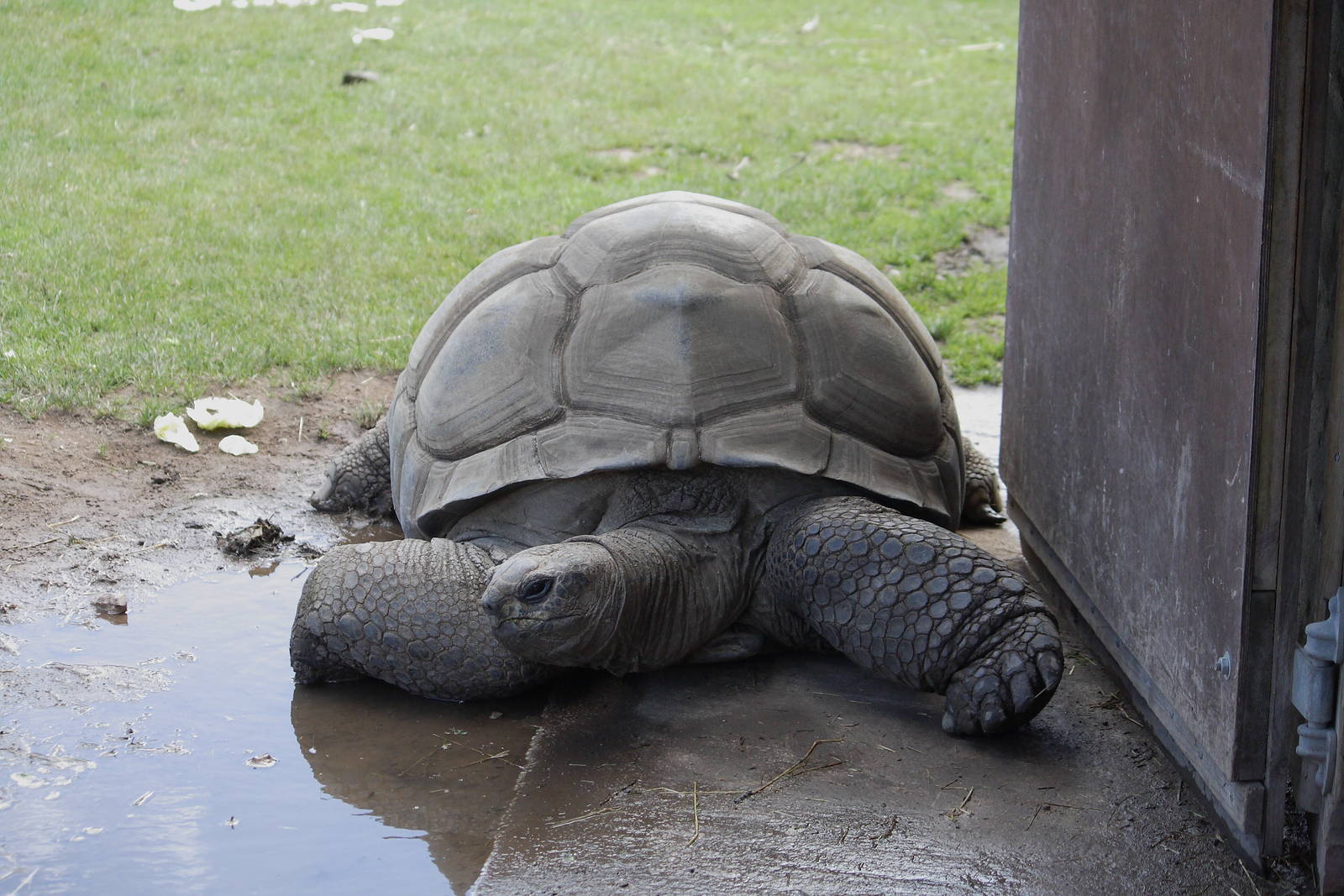 Seychelles giant tortoise