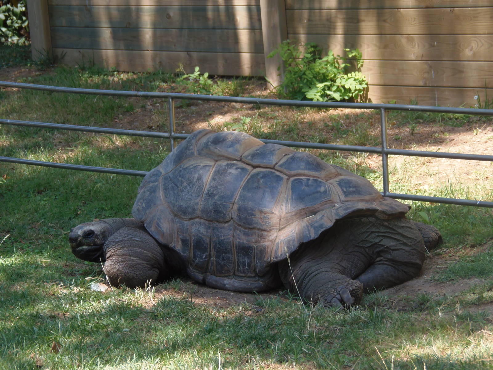 seychelles giant tortoise