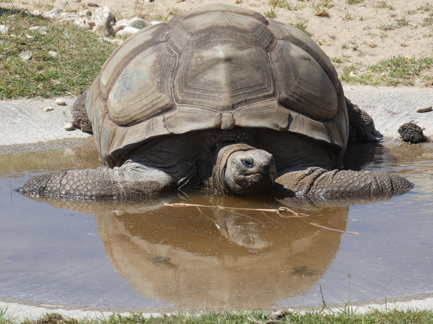 Seychelles giant tortoise