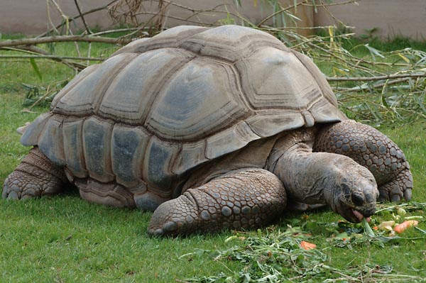 Seychelles giant tortoise?