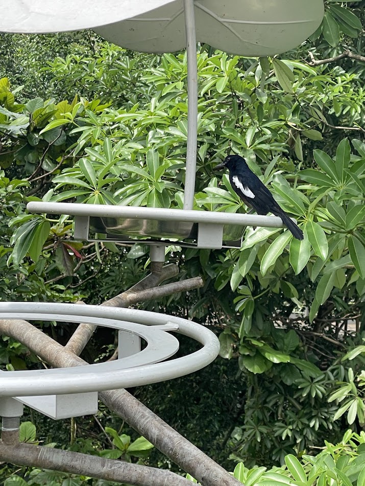 Seychelles Magpie-robin (Copsychus sechellarum)