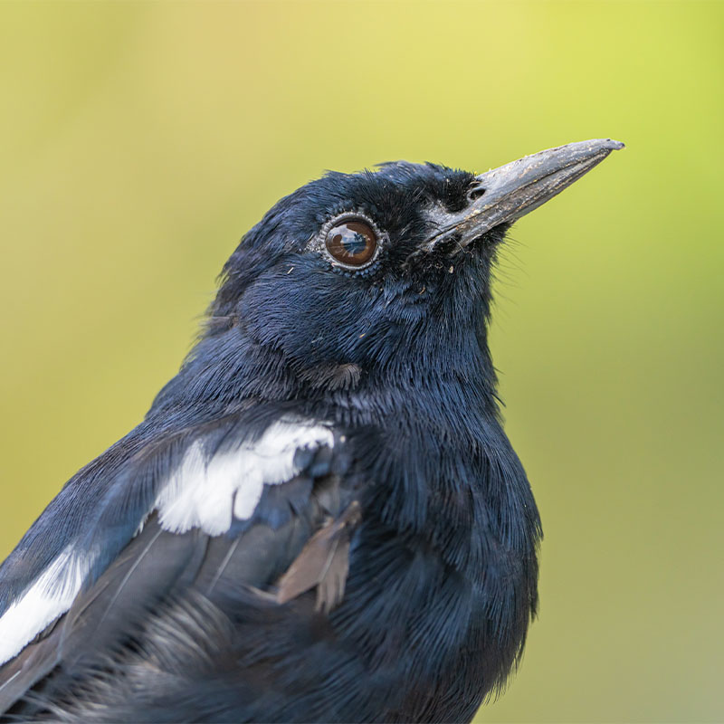 Seychelles Magpie-Robin (Copsychus Sechellarum)