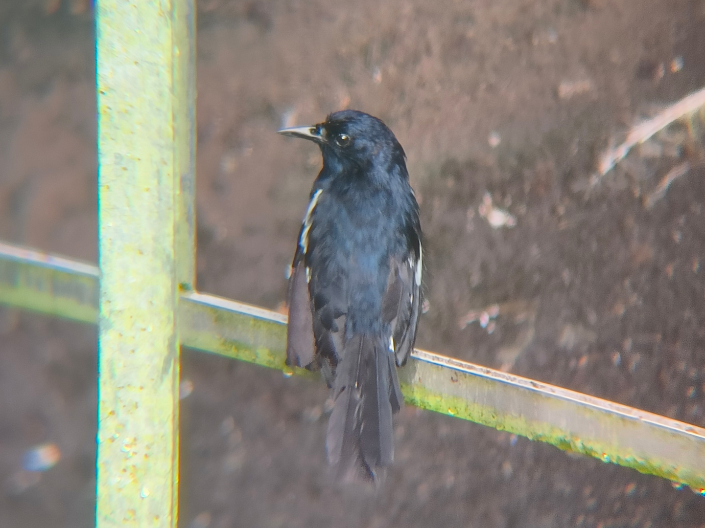 Seychelles Magpie-Robin (Copsychus sechellarum)
