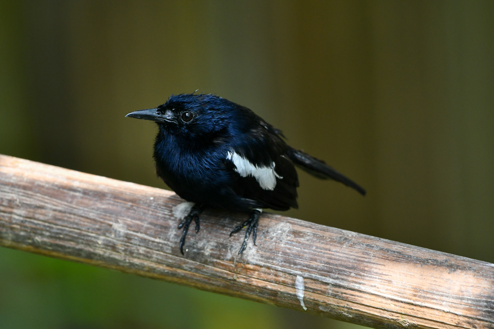 Seychelles Magpie-robin