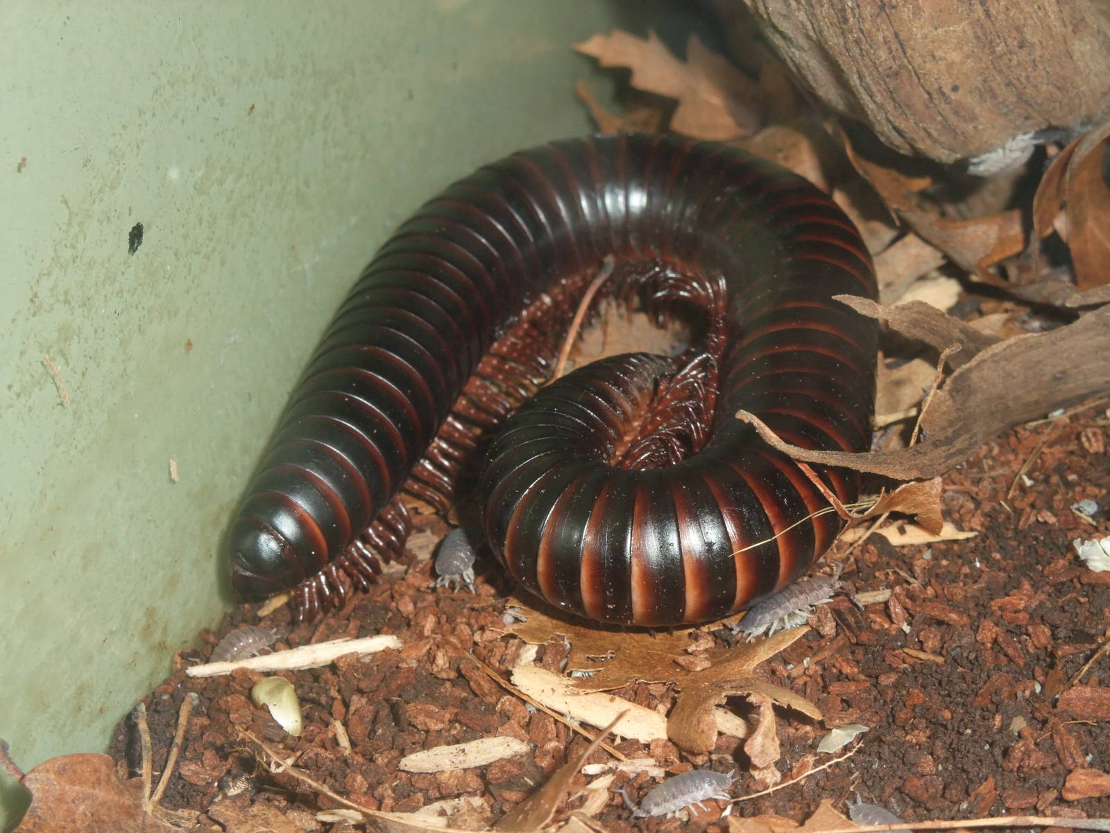 Seychelles Millipede at London, 16/11/11