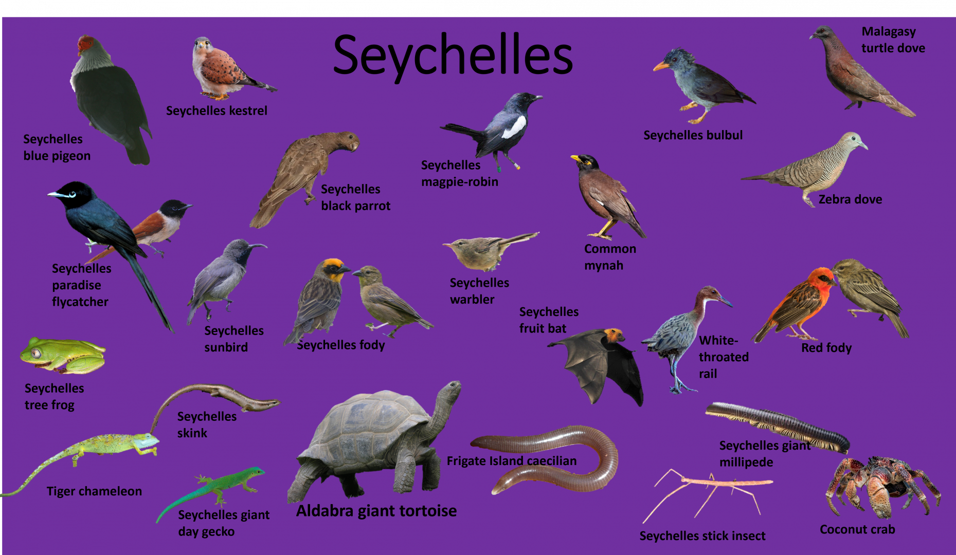 Seychelles species guide