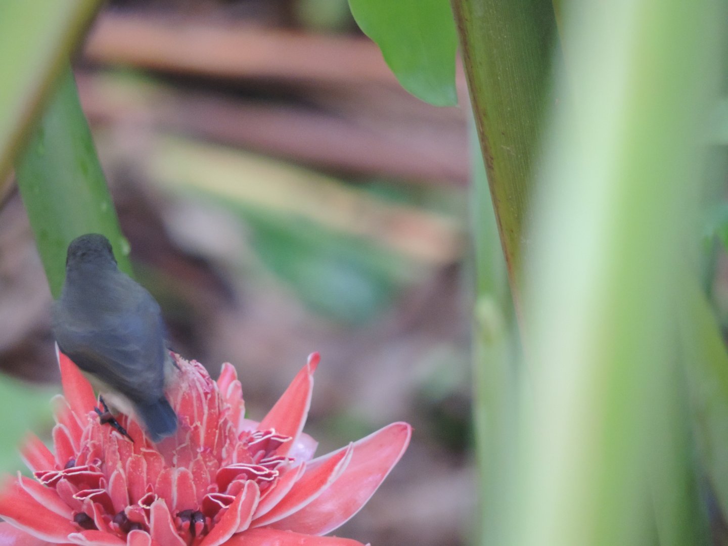 Seychelles sunbird (Cinnyris dussumier)