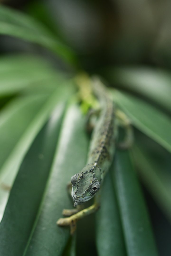 Seychelles tiger chameleon