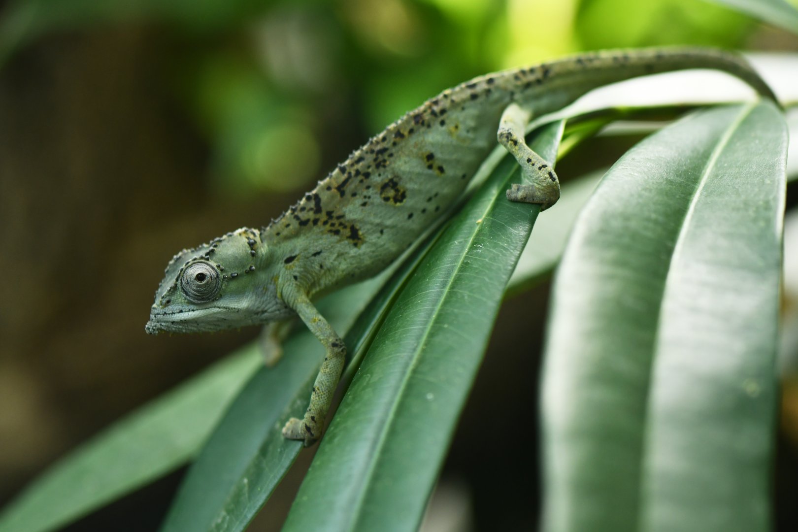Seychelles tiger chameleon