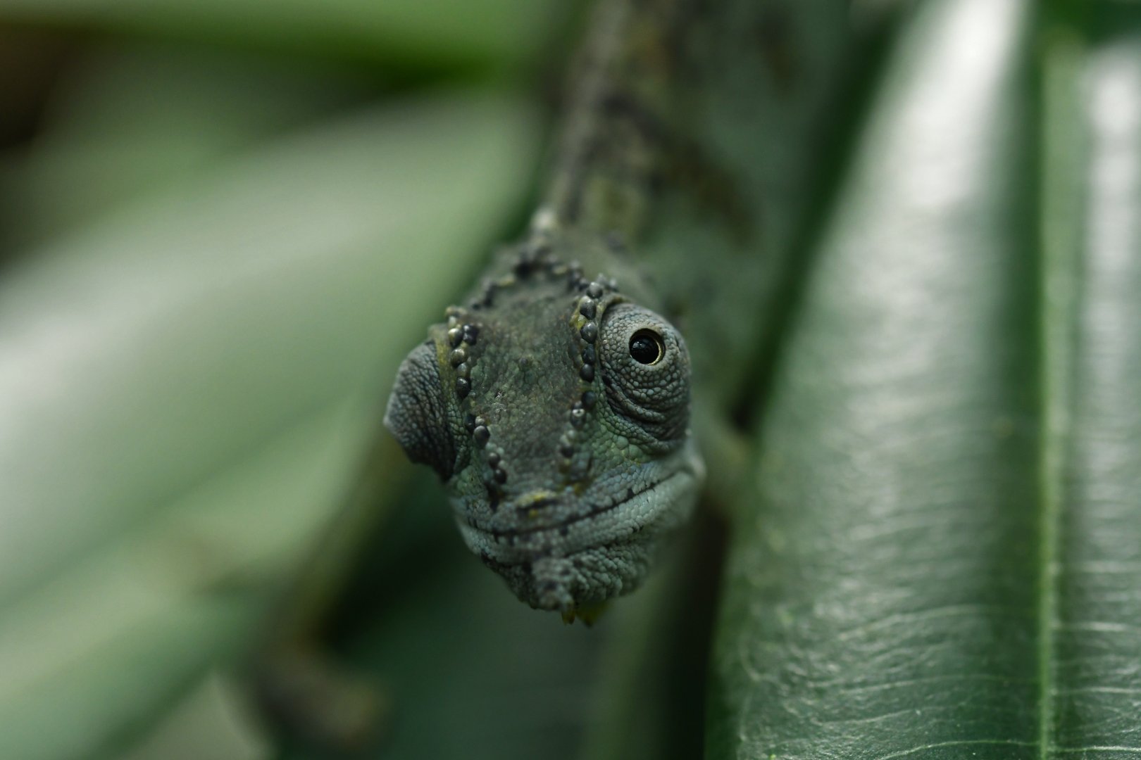 Seychelles tiger chameleon