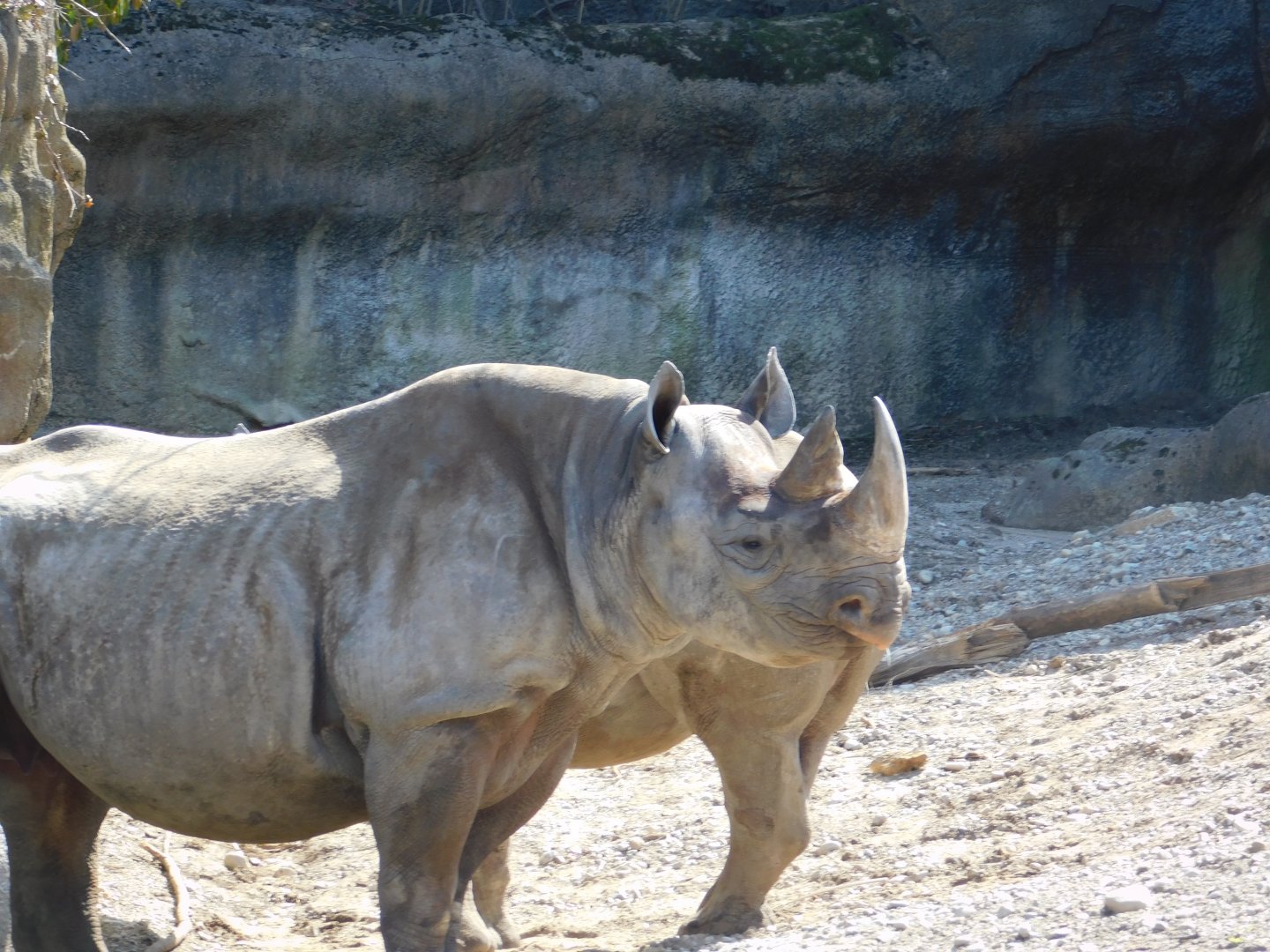 Seyia and Kendi (Black Rhinoceros)