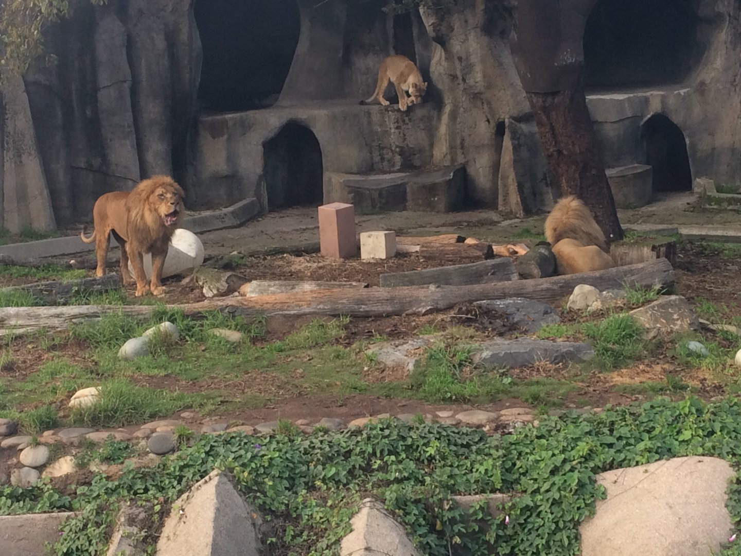 SF Zoo Lion Pride