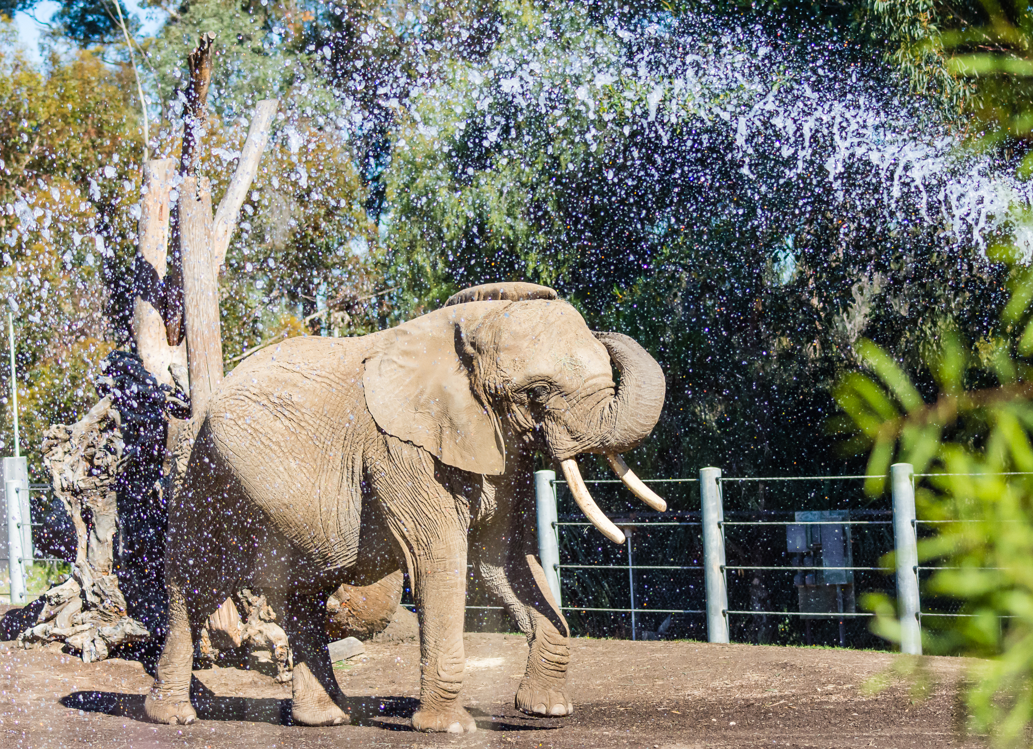 Shaba, last African elephant at the zoo.