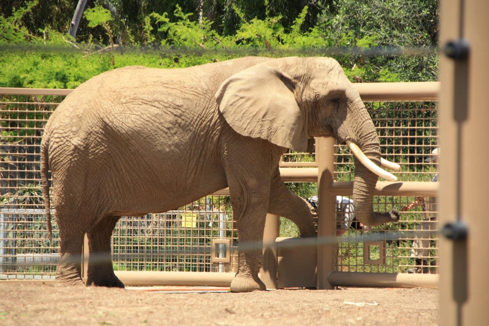 Shaba the African Bush Elephant