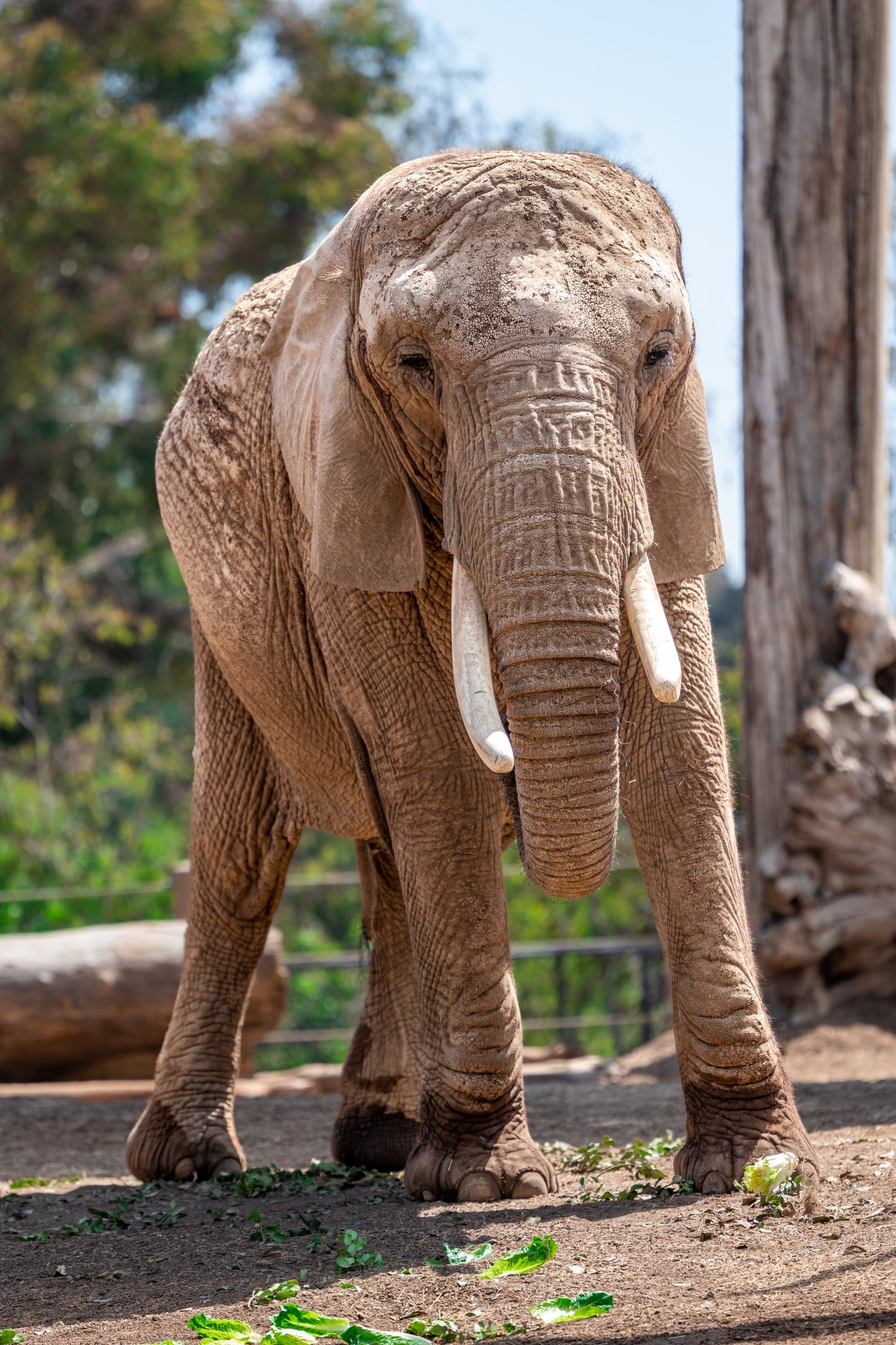 Shaba the African Savanna Elephant