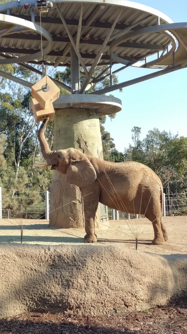 Shaba the elephant playing with enrichment