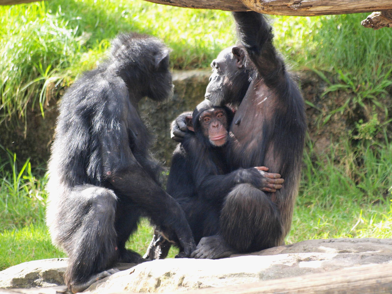 Shabani, Sule and Sacha