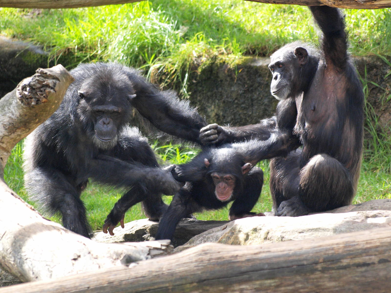 Shabani, Sule and Sacha