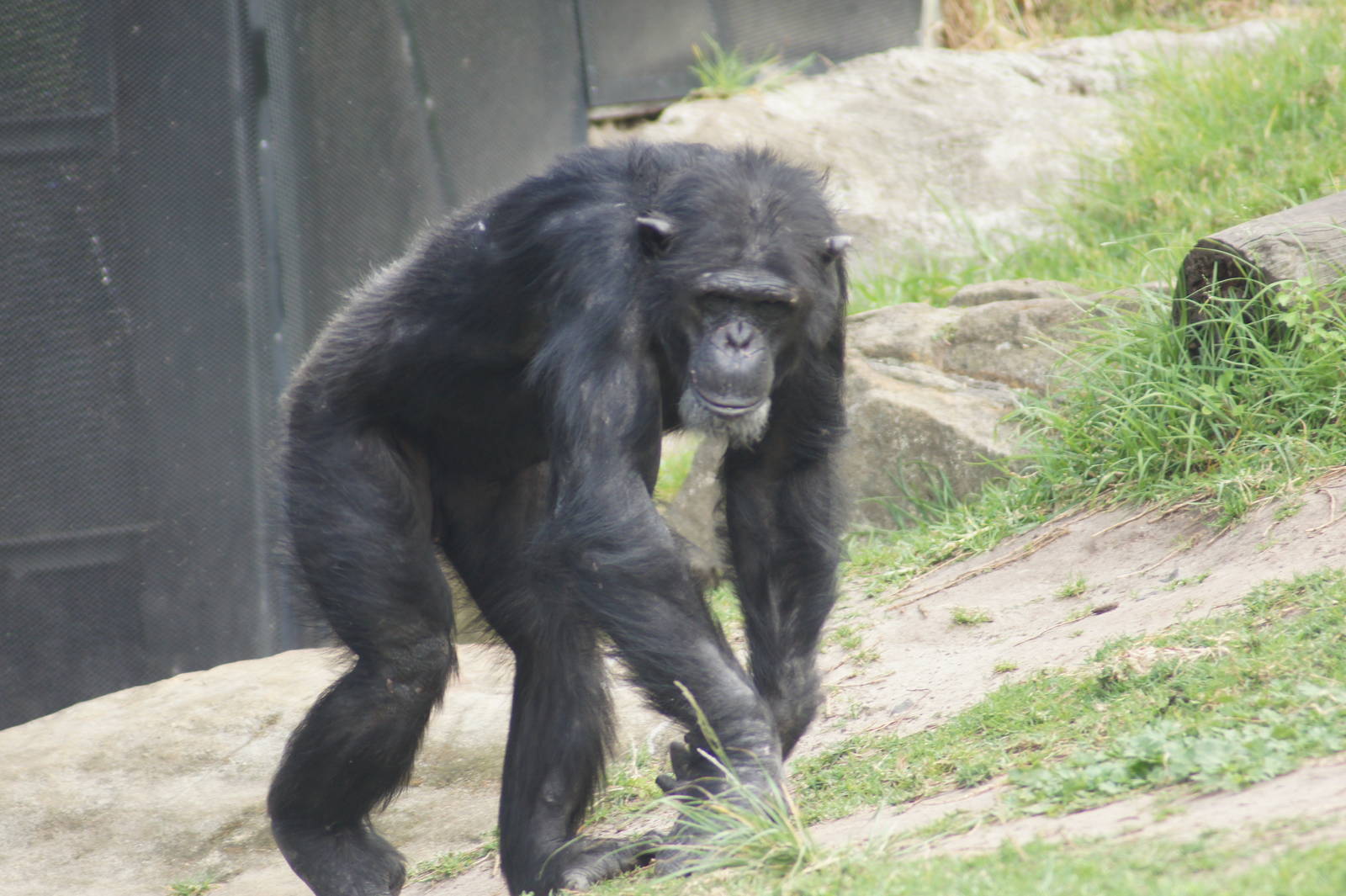 Shabani