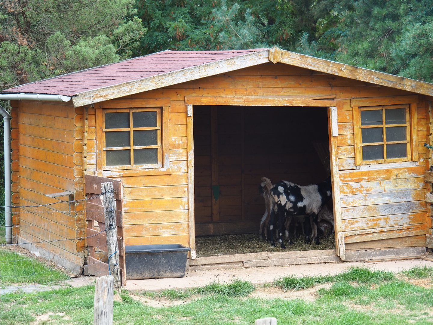 Shabby goat shack (Aug 28th, 2018)