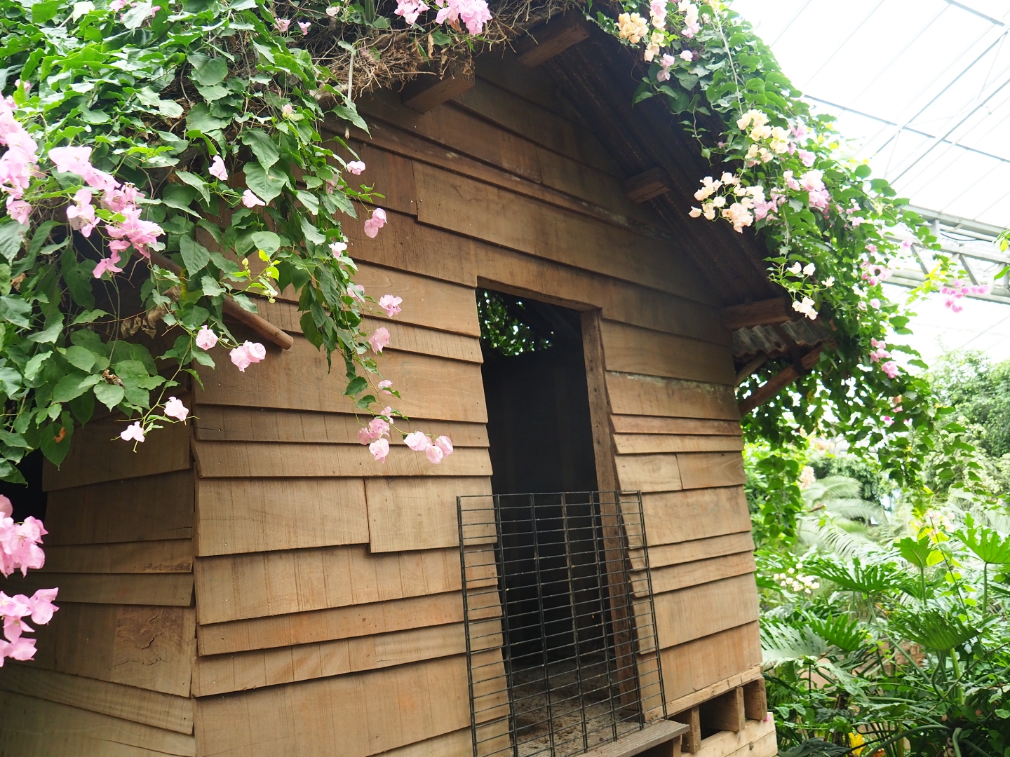 Shack in the Tropical hall (Aug 28th, 2018)