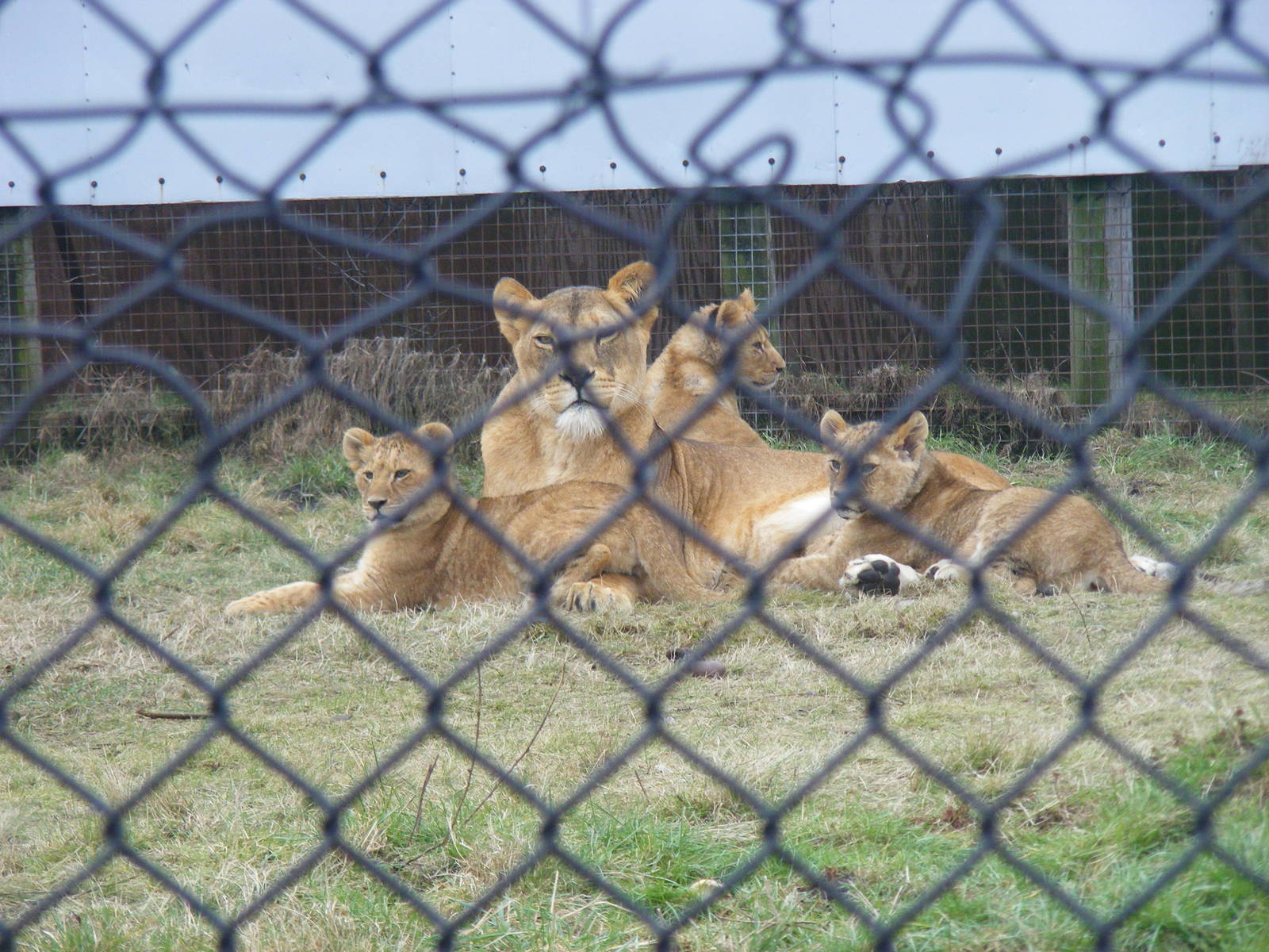 Shadina the African lion with her cubs Layla, Libby and Lizzy at West Midla