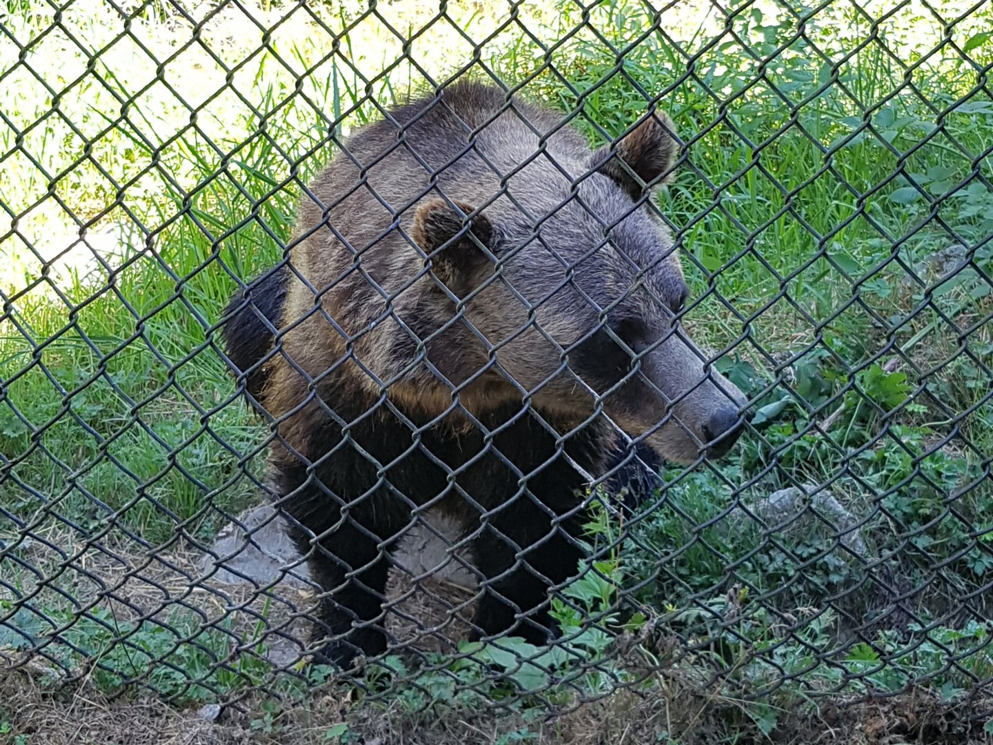 Shadow - Grizzly Bear