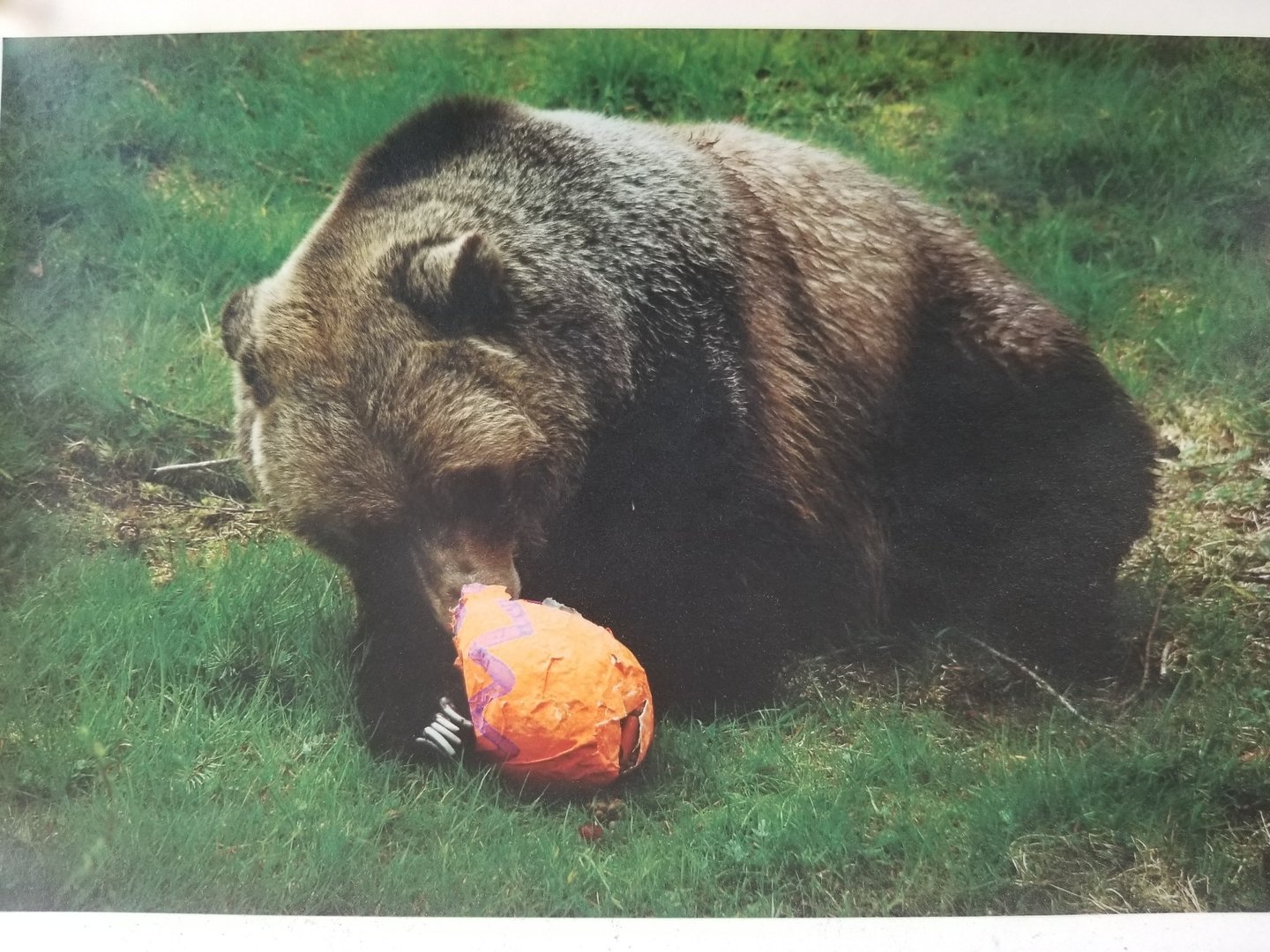 Shadow (Grizzly bear)