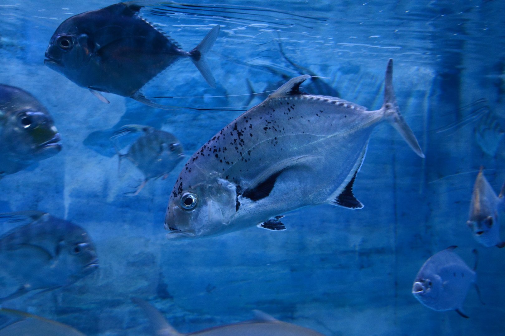 Shadow trevally (Carangoides dinema)