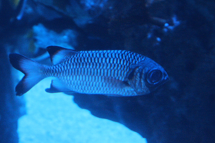Shadowfin soldierfish (Myripristis adusta)