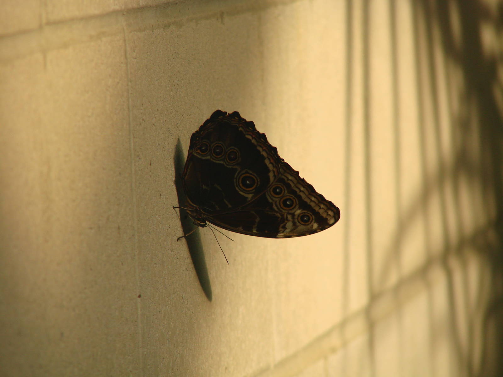 Shadows on a wall - Wings of Paradise