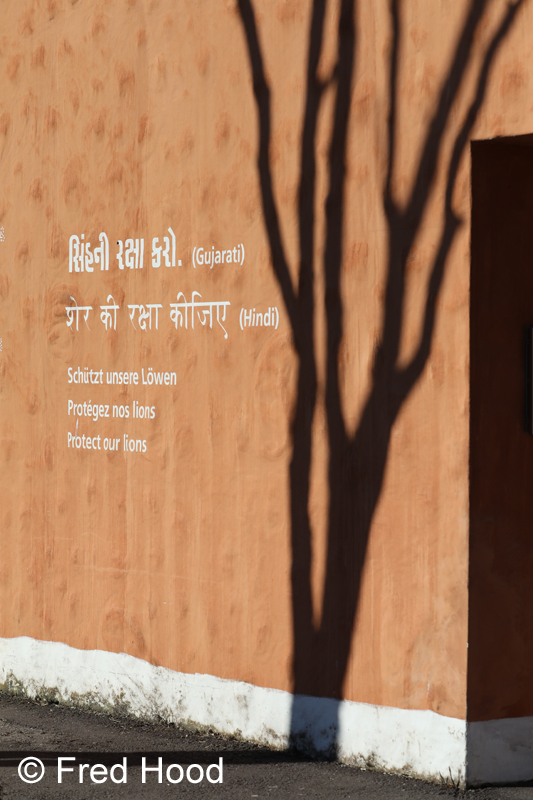 shadows on Asian lion building