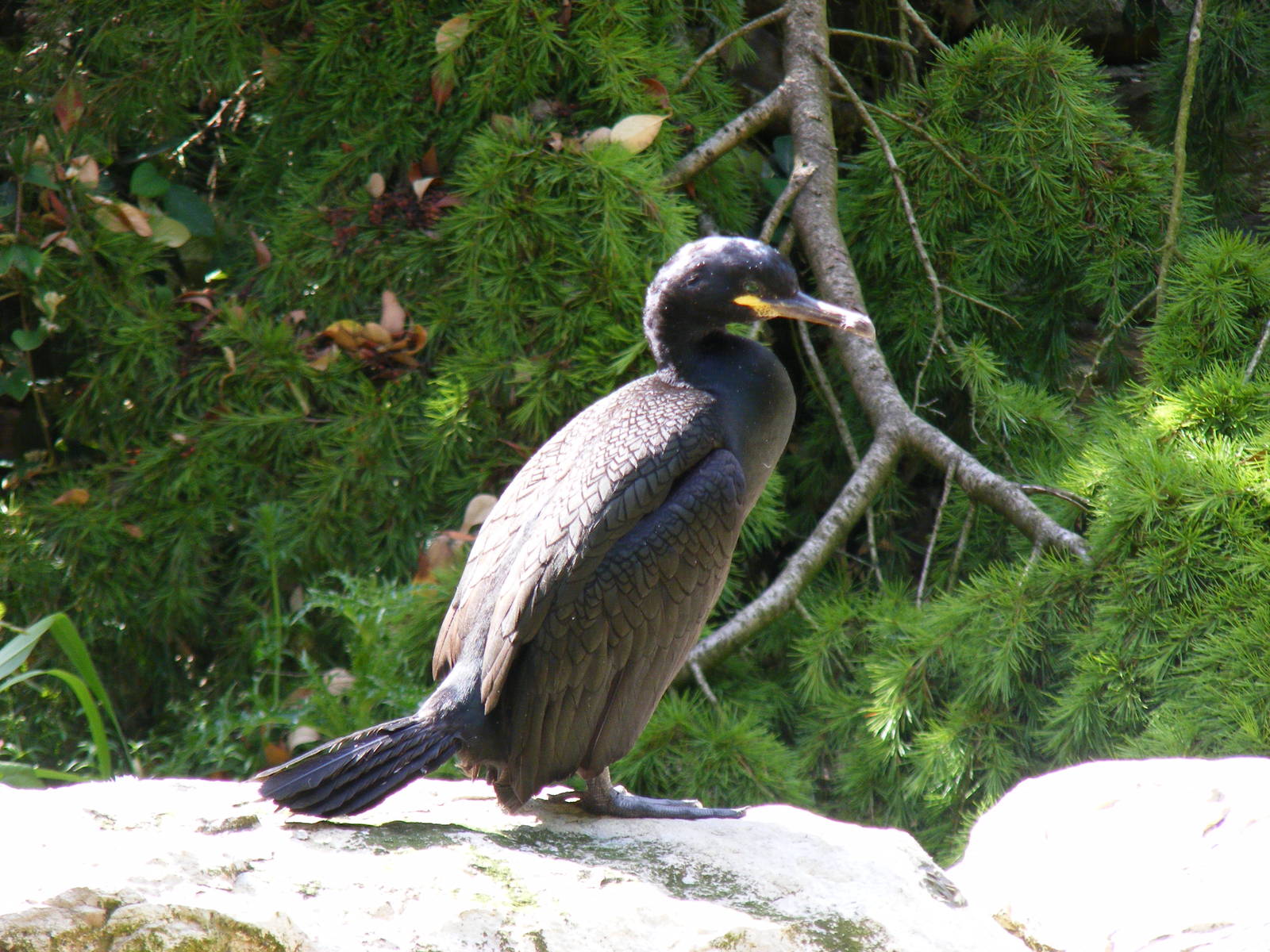 Shag at Birdworld, 20 June 2010