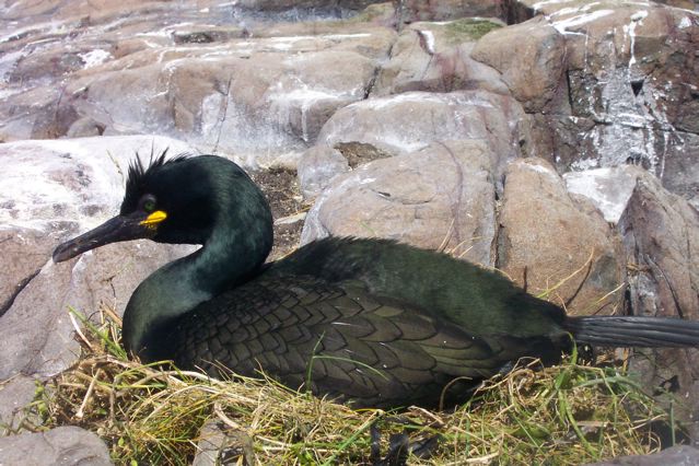 Shag on it's nest