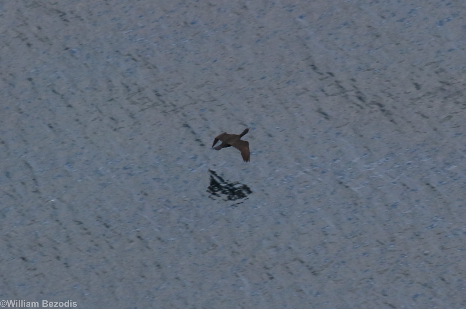 Shag - RSPB Bempton Cliffs