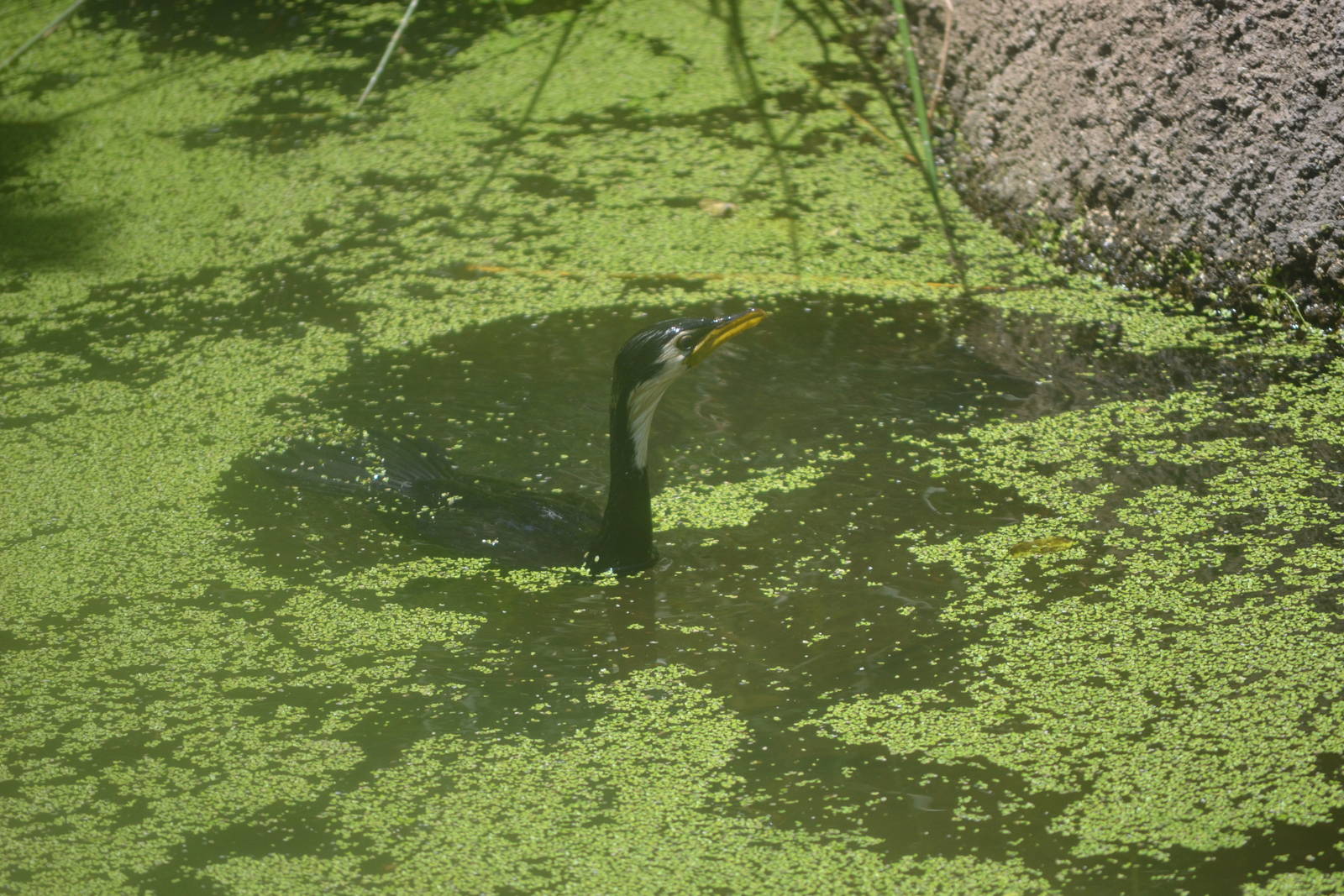 Shag with a deathwish