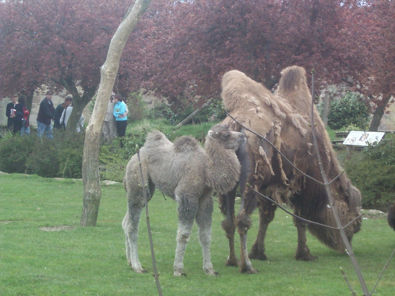 Shaggy camel story April 2000