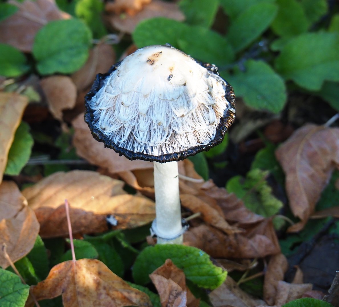 Shaggy ink cap (Coprinus comatus), Oct 13th, 2018