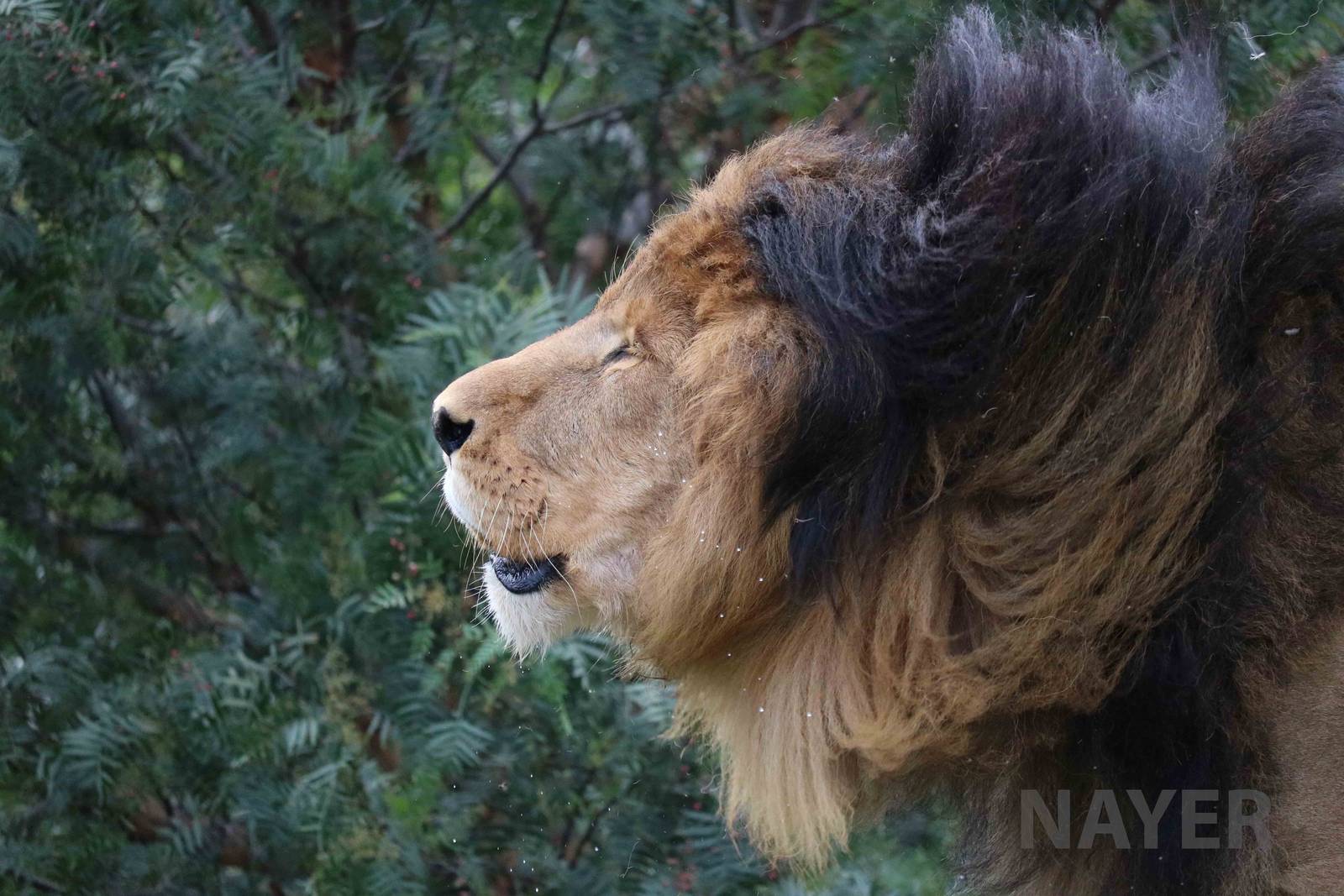 Shaking lion, March 2016